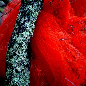Filet rouge pris dans les arbres - Italie  - collection de photos clin d'oeil, catégorie clindoeil